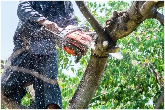 tree services Clyde Hill